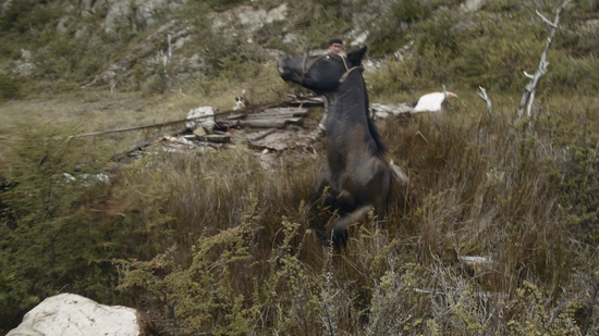 CNN/Amazon Prime: Gaucho: The Last Cowboys of Patagonia